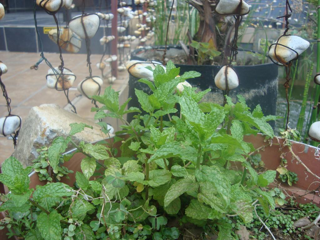 44 On Ennis Guest Lodge And Restaurant - No Load Sheddding Ermelo Εξωτερικό φωτογραφία